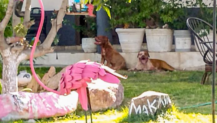Sacrificarán a la jauría de pitbulls, Tras ataque mortal