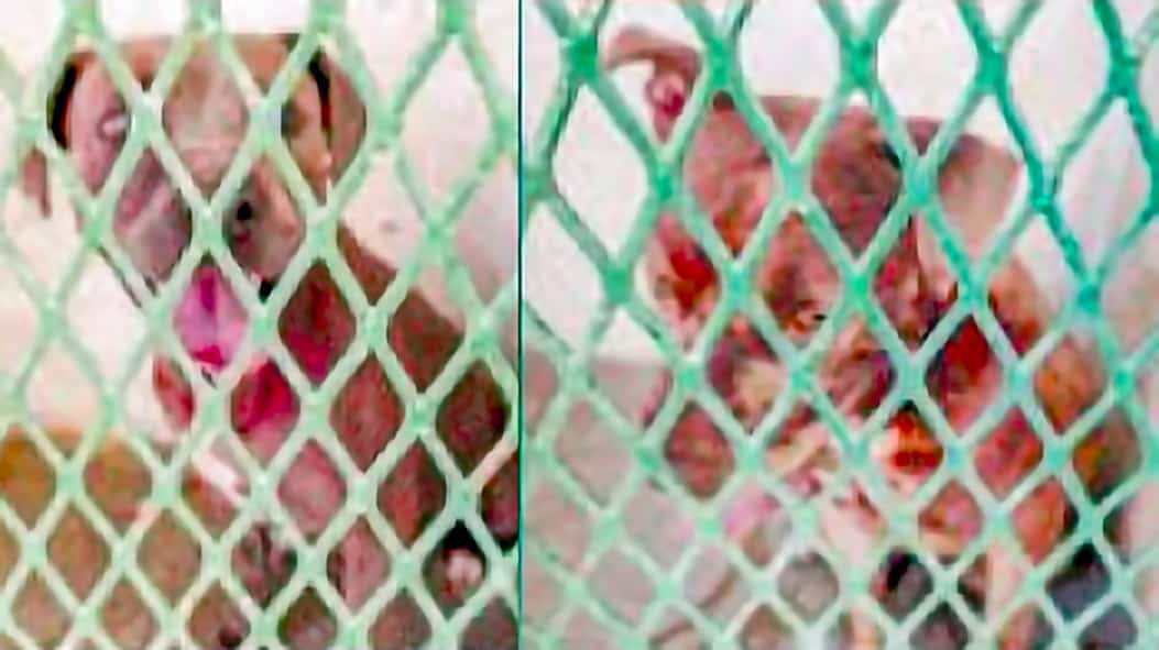 Investigan a dueño de pitbulls asesinos; Por homicidio culposo