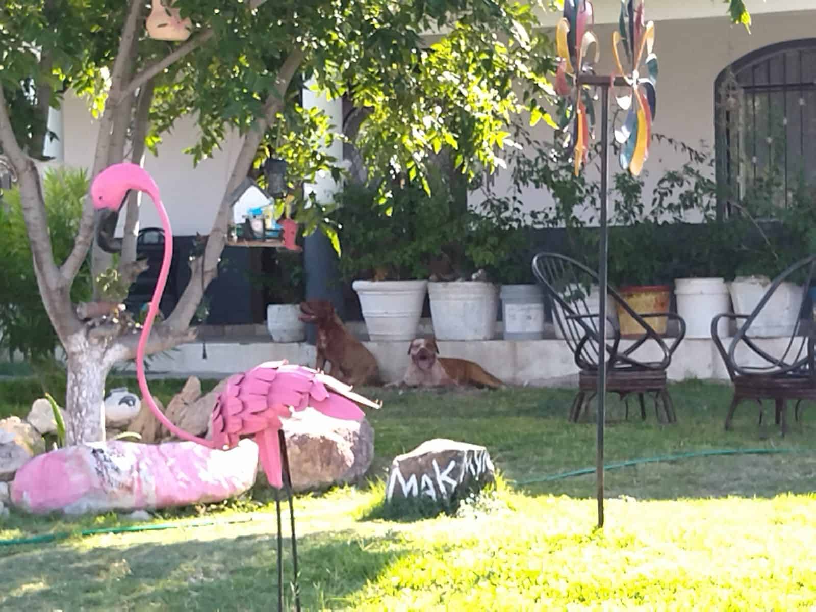 Investigan a dueño de pitbulls asesinos; Por homicidio culposo