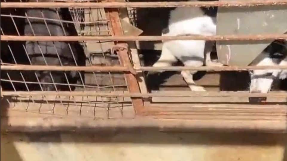 Tenía más de 100 perros hacinados en su casa
