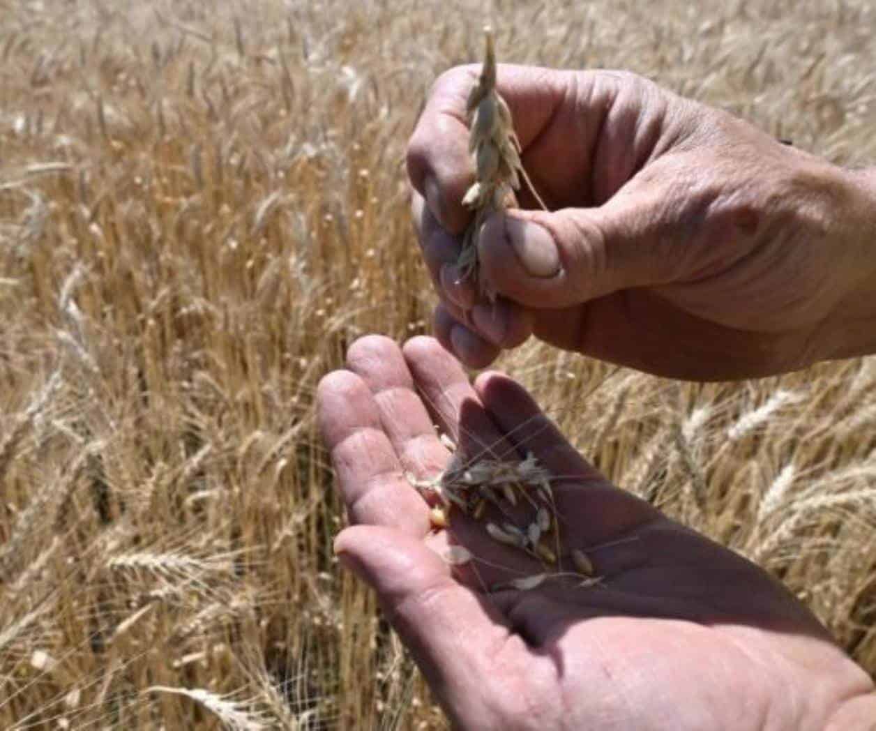 Rusia y Ucrania llegan a acuerdo para exportar grano en el mar negro