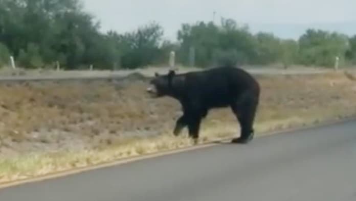 Un oso negro fue captado caminando por la carretera federal 57.