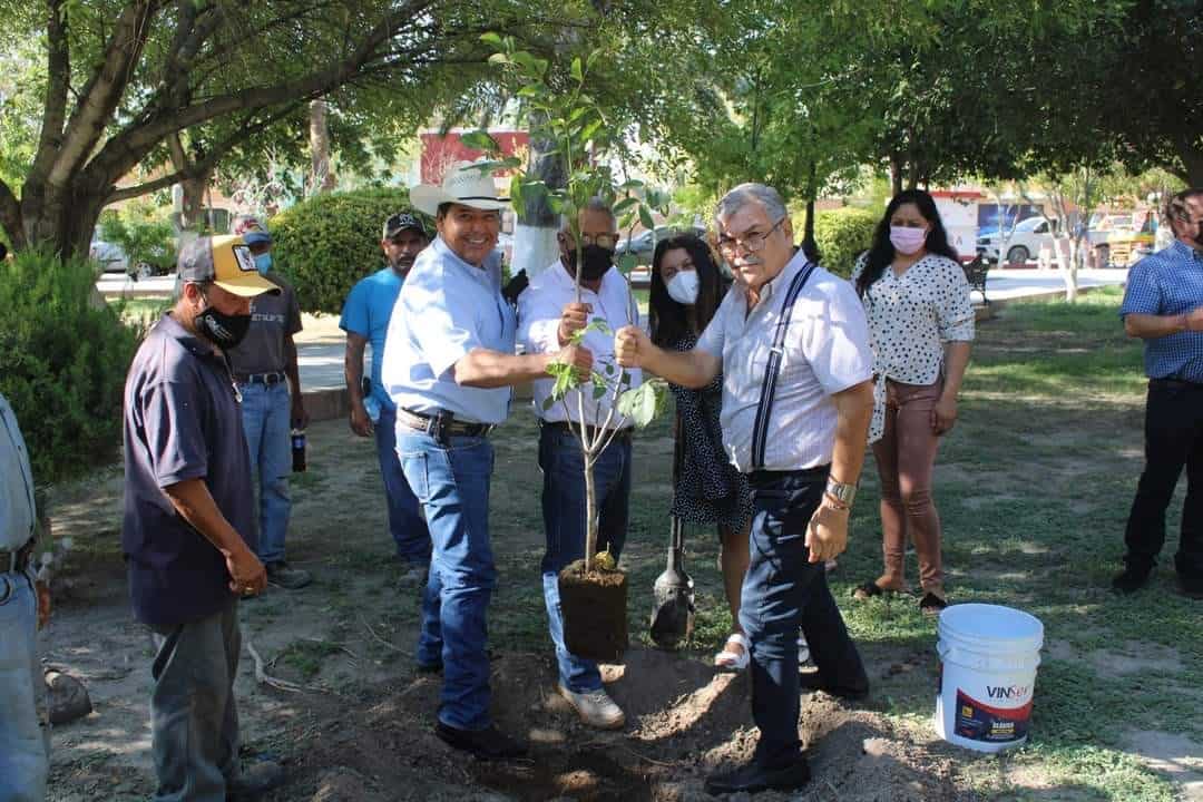 Estuvieron plantando árboles en los jardines de la plaza principal.