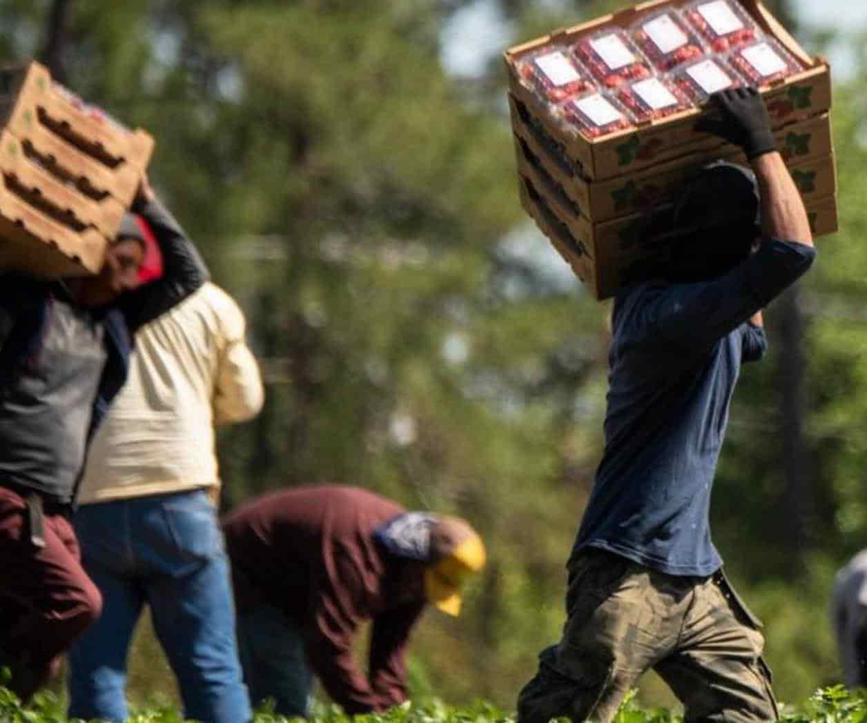 EU otorgará 260 mil visas para campesinos; Afirmó Esteban Moctezuma