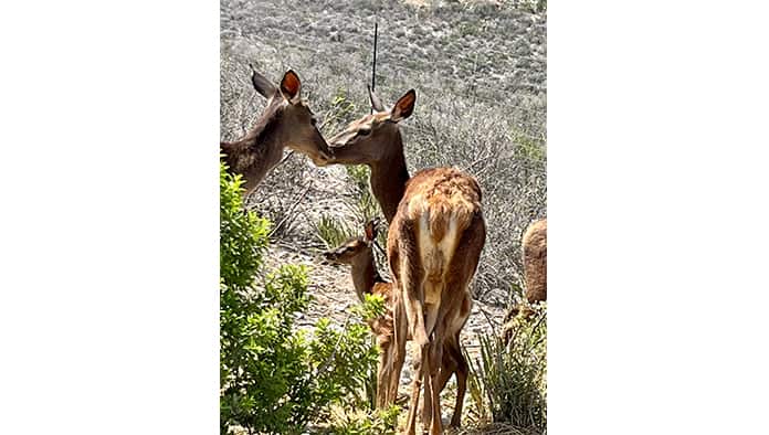 El municipio iniciará análisis de los animales del Ecoparque.