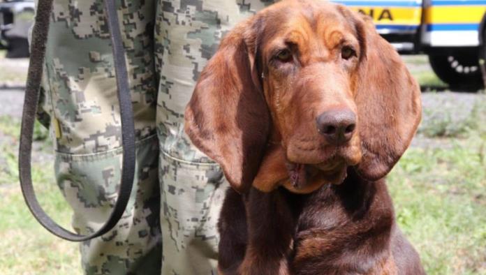 Caro Quintero fue detenido gracias a un perro de búsqueda de la Marina