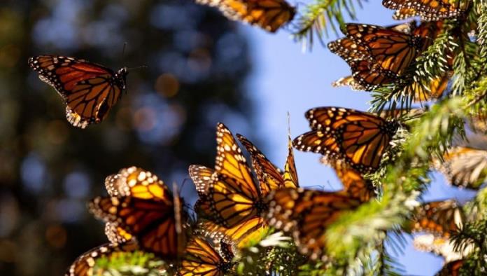 Mariposa monarca entra en la lista de especies en peligro de extinción
