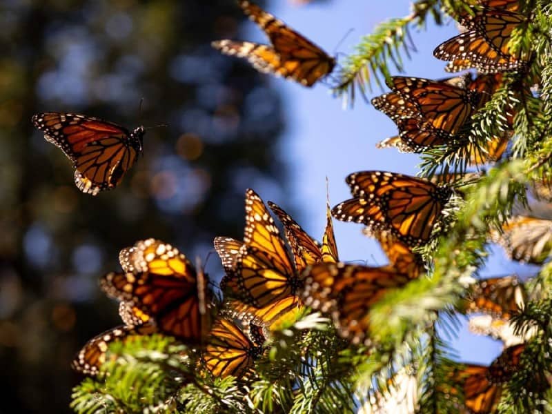 Mariposa monarca entra en la lista de especies en peligro de extinción