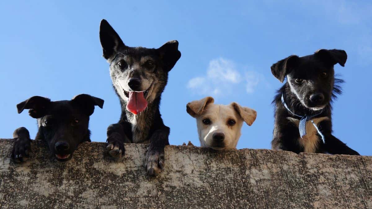 Celebra Rosita Día del Perro