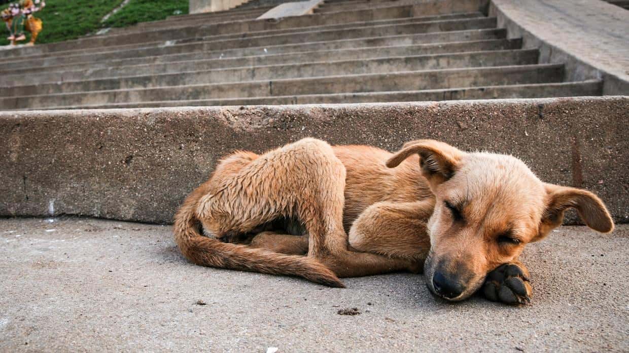 Se solicita que en los municipios se promueva la protección y sanidad animal.