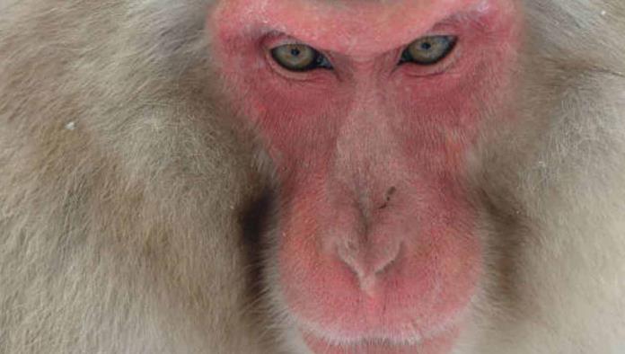 Japón sufre ataque de macacos japoneses; Ya van 42 personas heridas