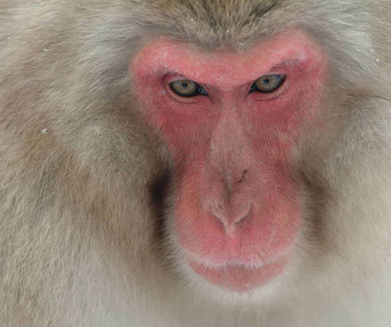 Japón sufre ataque de macacos japoneses; Ya van 42 personas heridas