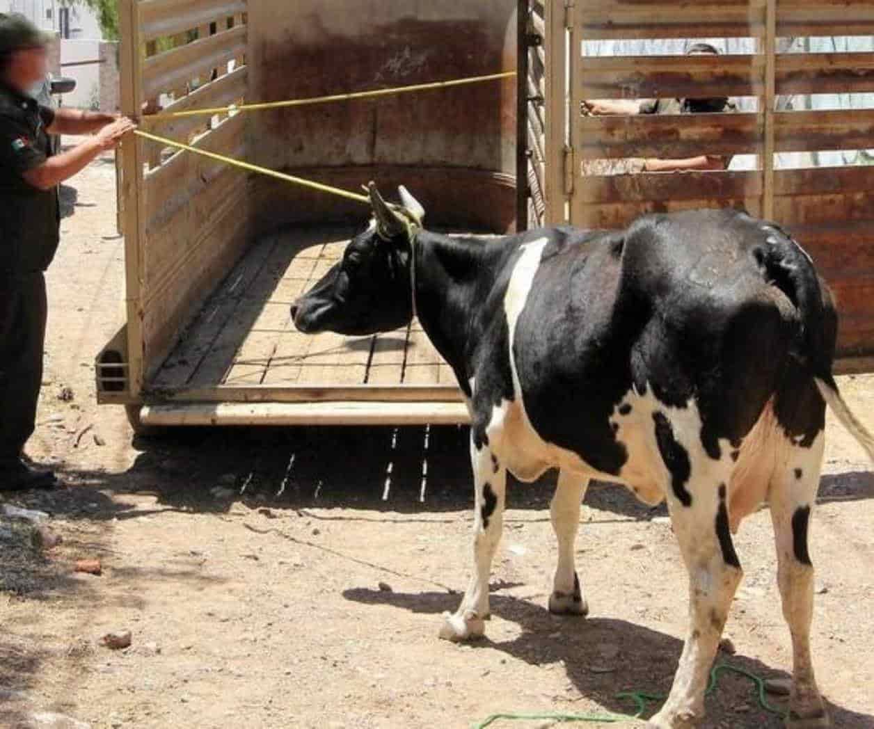 Liberan a ladrón de ganado