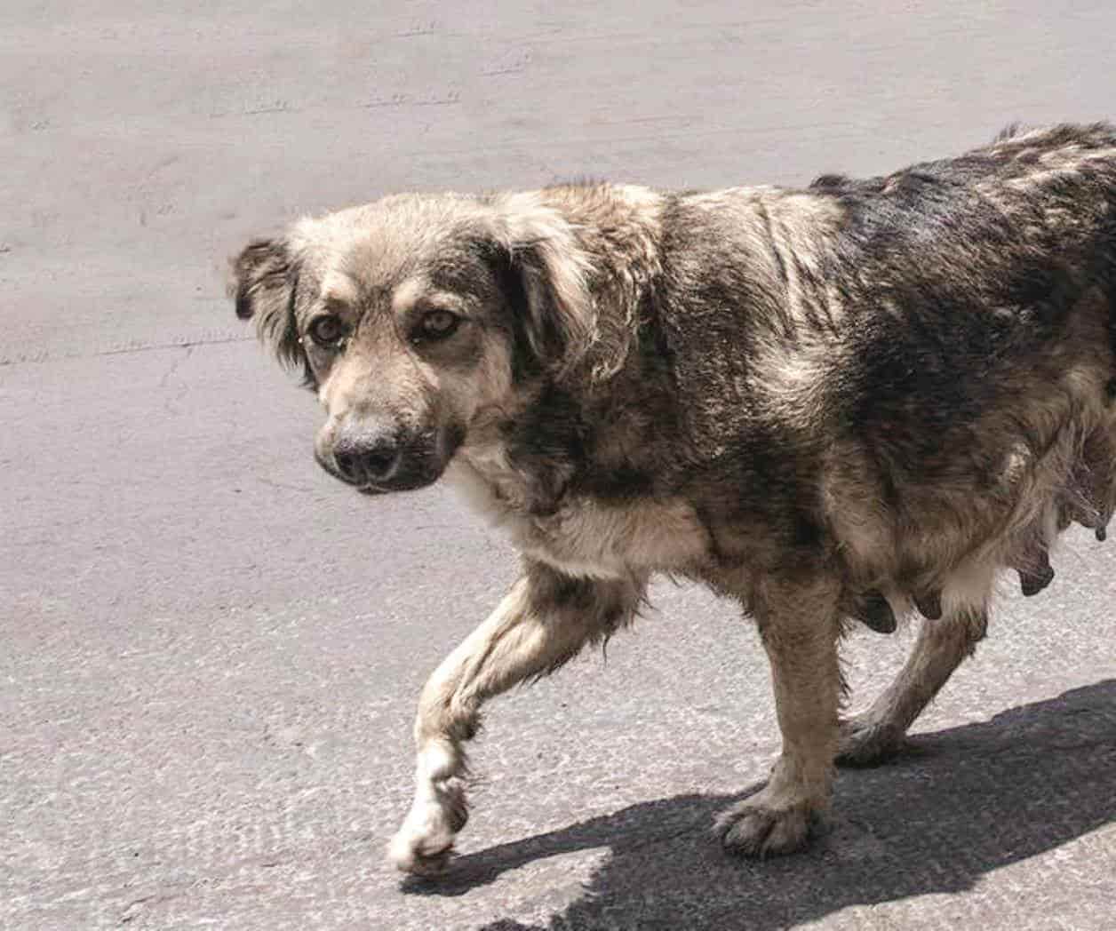 Exhortan a cuidar mascotas