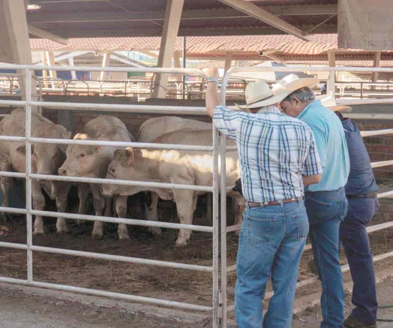 Buscan ganaderos certificación para exportar a EUA