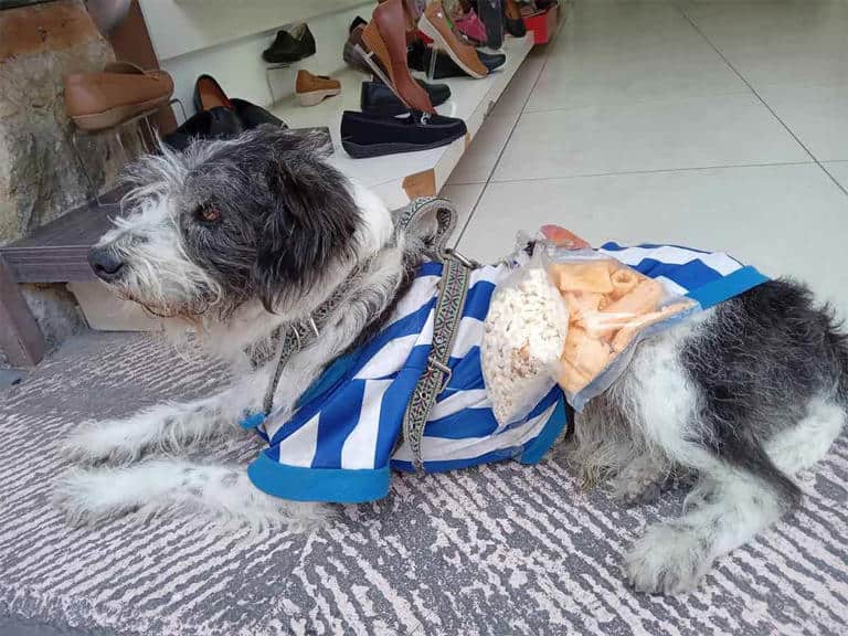 Conoce a “Palomo”: perrito que ayuda a su dueña a vender chicharrones