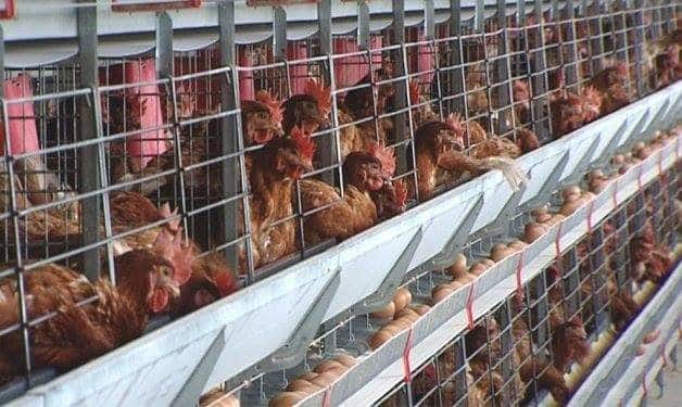 Cerca de 50 mil gallinas murieron a lo largo de más de 10 años.
