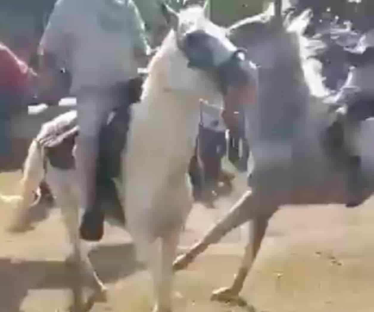 Caballo impacta a toda velocidad a otro; Mueren el jinete y el caballo