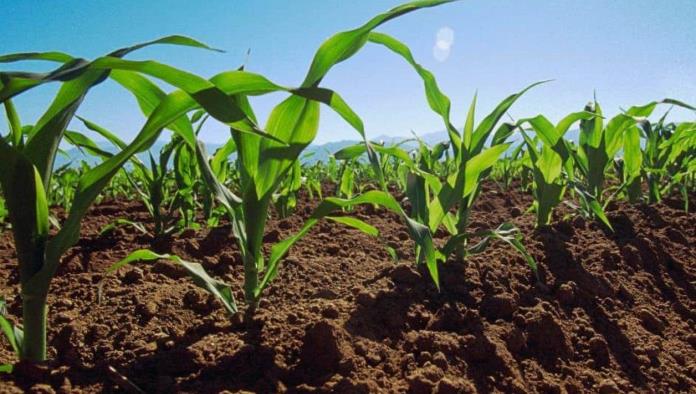 Venezuela entrega 1 millón de hectáreas de tierra de cultivo a Irán