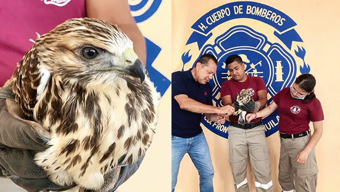 Encuentran en un taller de la colonia Morelos un halcón cola roja, especie endémica del estado que se debe proteger.