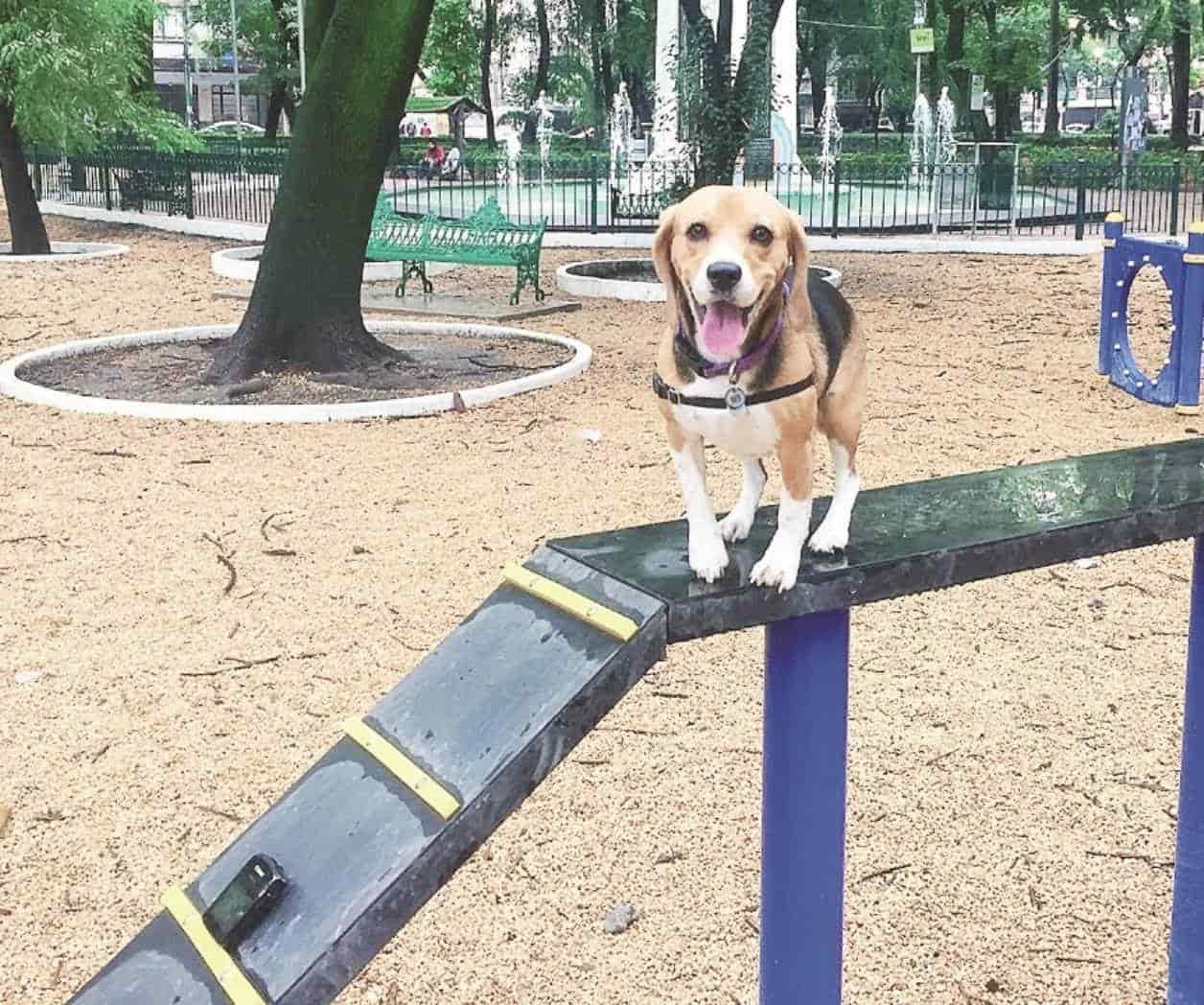 Planean parque para mascotas