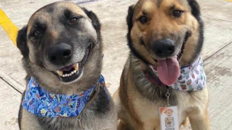 Perrito presenta curriculum buscando que lo adopten