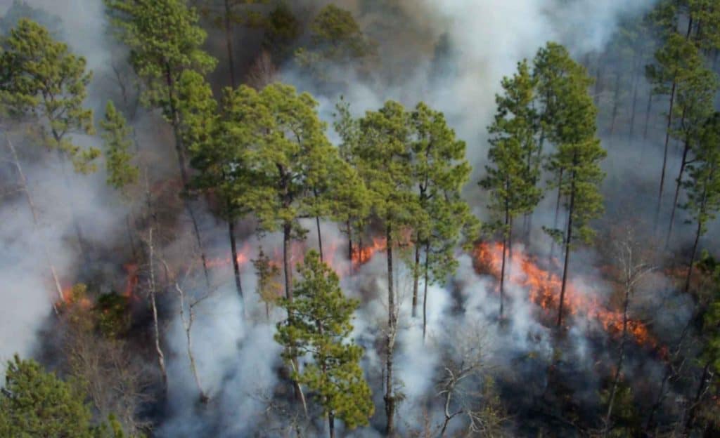 Incendios forestales; han sido los peores