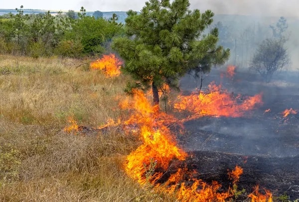 Incendios forestales; han sido los peores