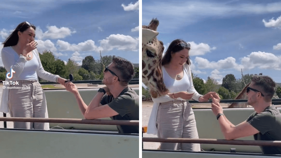 Jirafa interrumpe propuesta de matrimonio al golpear a la novia