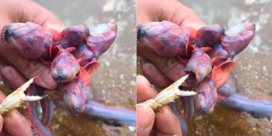 ¿Stranger Things es real?: encuentran supuesta criatura parecida a un demogorgon