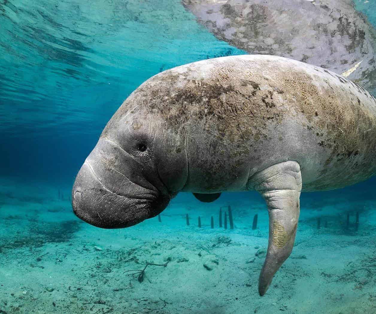 Declaran extinto al dugongo; Uno de los gigantes más mansos del océano
