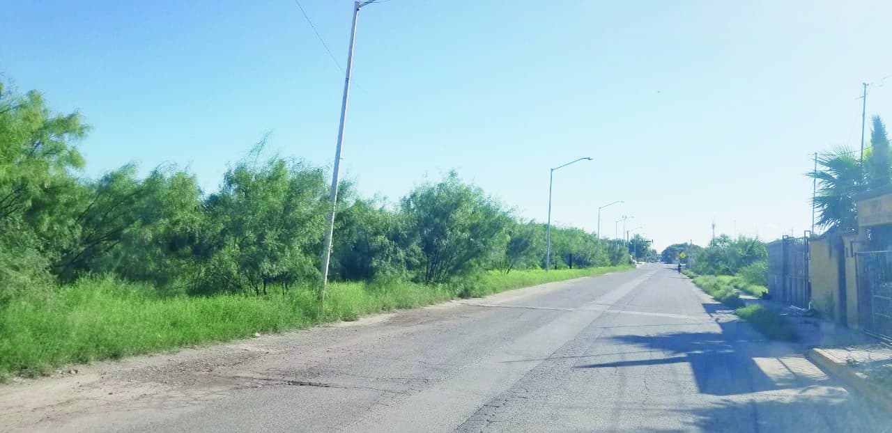 Reaparece el Dengue