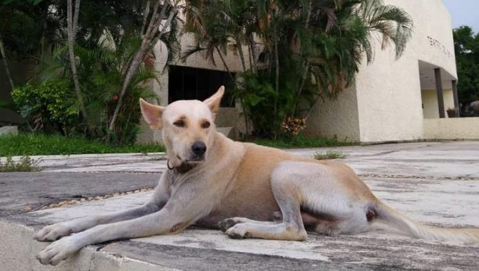 ¡Traición! Deja de ser vegano porque lo muerde un perro