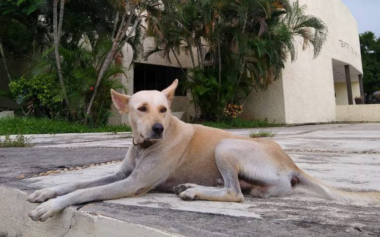 ¡Traición! Deja de ser vegano porque lo muerde un perro