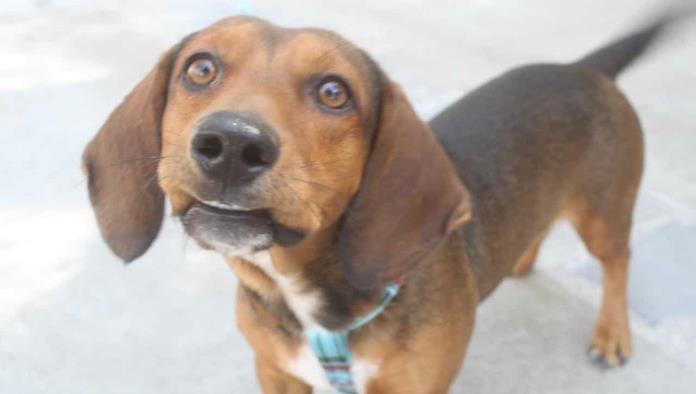San Buenaventura | Inicia vacunación canina y felina