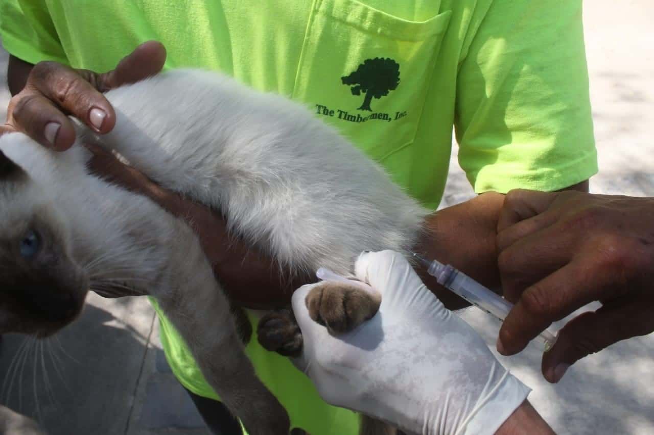 San Buenaventura | Inicia vacunación canina y felina