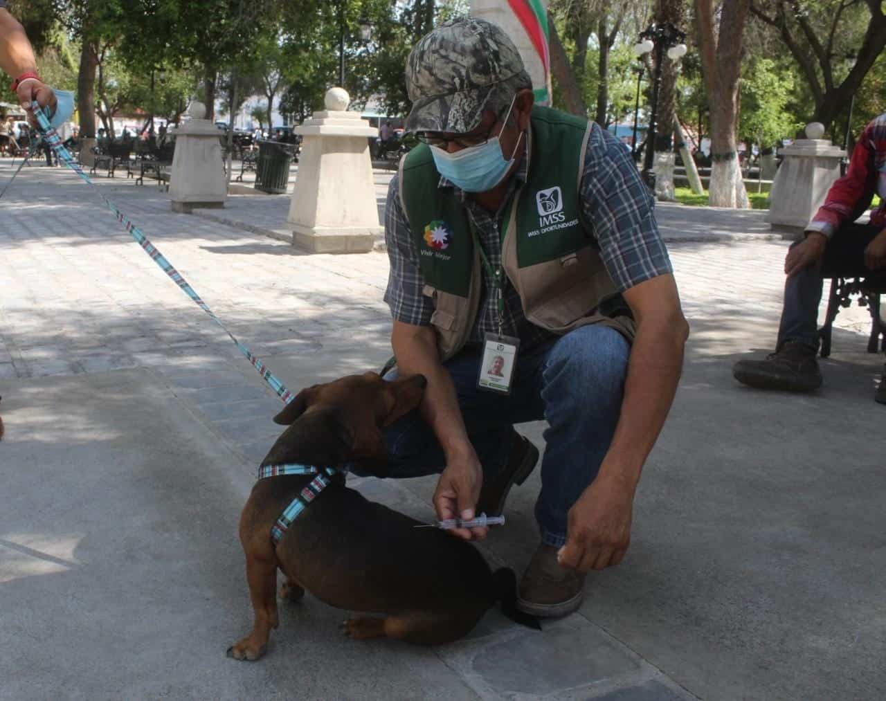 San Buenaventura | Inicia vacunación canina y felina