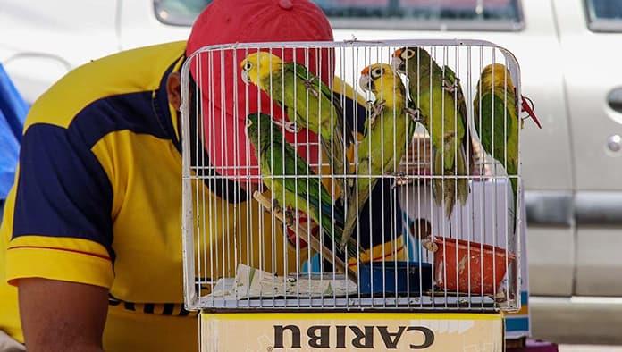 Frontera | Muerte de loro exhibe venta ilegal de aves
