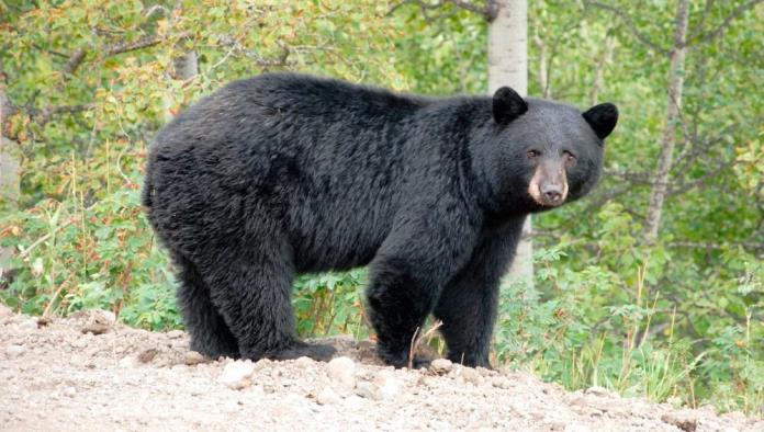 Registran más de 14 avistamientos de osos