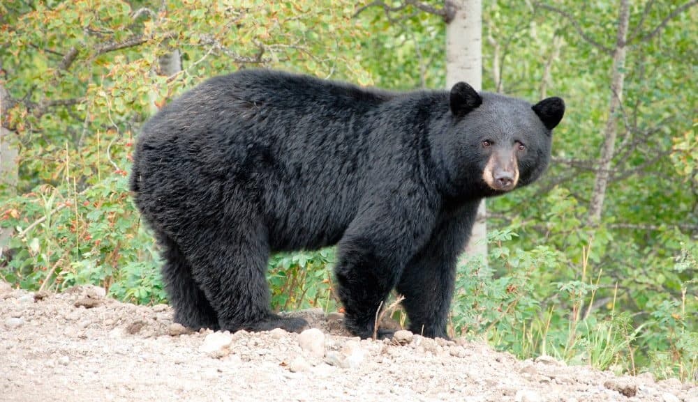 Registran más de 14 avistamientos de osos