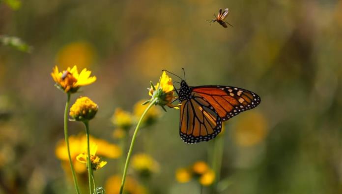 Piden cuidar a Mariposas Monarcas