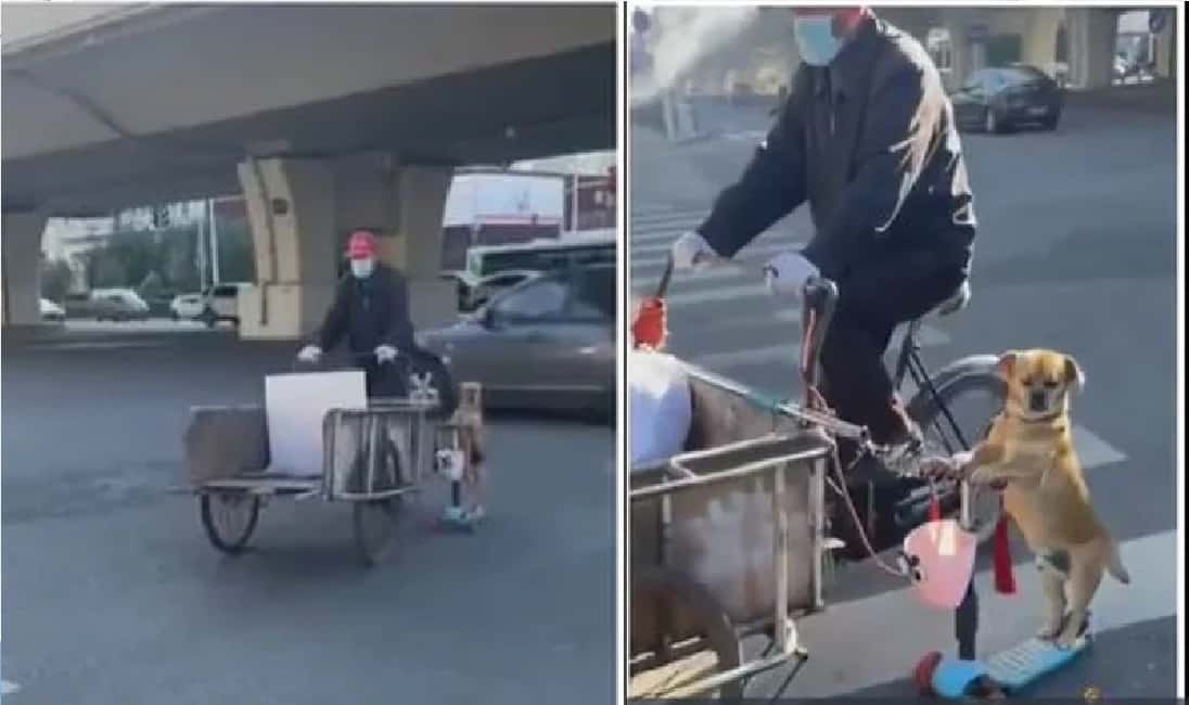 Perrito acompaña a su dueño a vender tamales en su scooter
