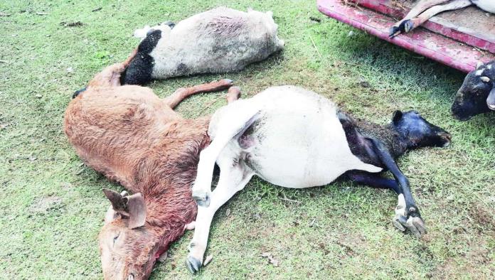 Retorna el Puma al Ejido Pozuelos