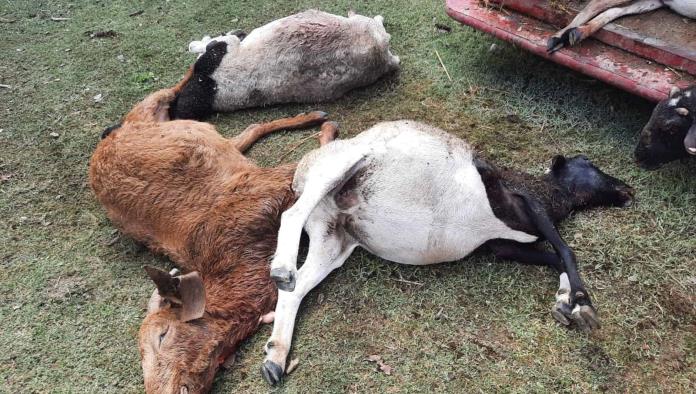 Van contra el puma asesino