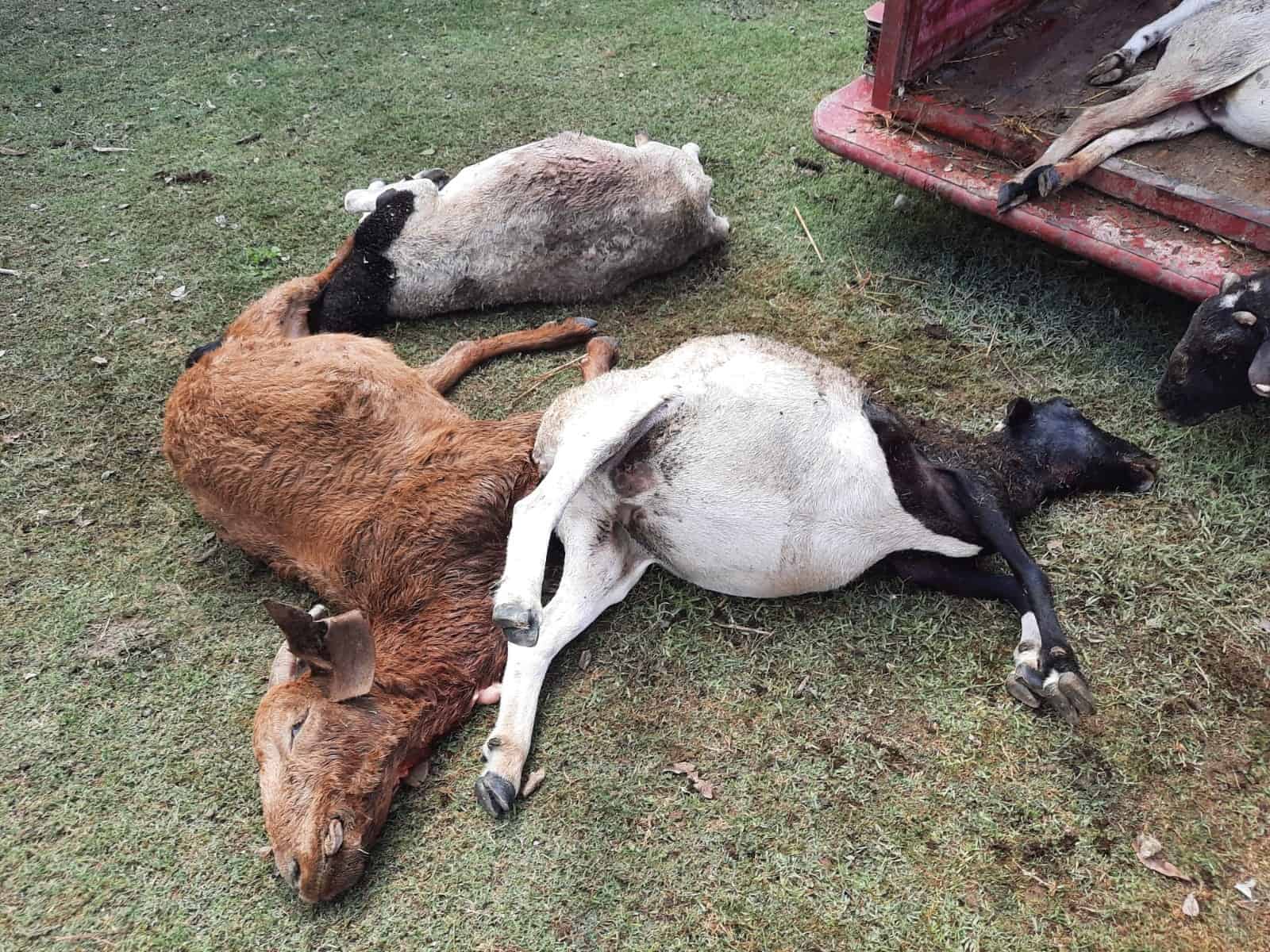 Van contra el puma asesino