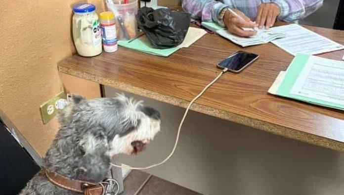 Arranca el lunes la vacuna antirrábica
