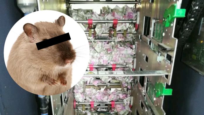 Ratón se mete a un cajero automático y se come más de $300 mil