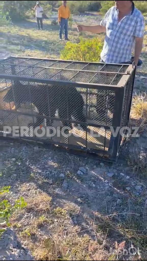 Liberan a osos en Cienegas