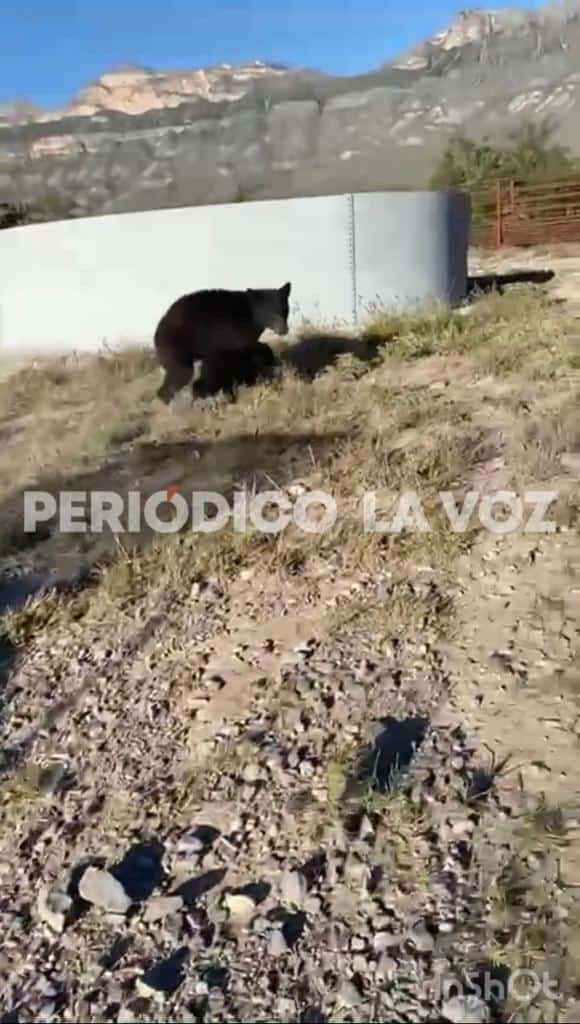 Liberan a osos en Cienegas