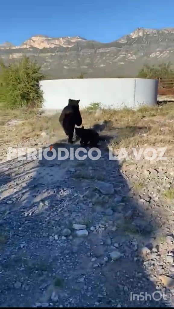Liberan a osos en Cienegas